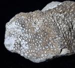 Alveolites sp. LAMARCK 1801 + Pygidium einer Calymene - Bild © FossNet FossilienStore